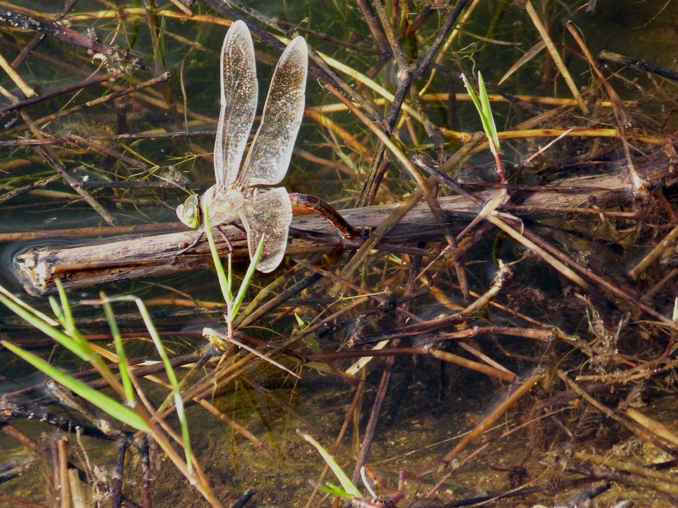 Anax imperator: deposizione in tandem... oops, A. parthenope